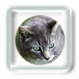 Blessures caus�es par un chat