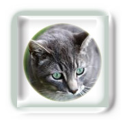 Blessures caus�es par un chat