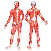Des prot�ines pour prendre de la masse musculaire