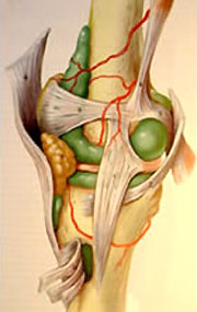 Le Genou est compos� de 4 ligaments principaux