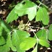 Rhus toxicodendron et sport