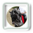 L'Equitation