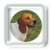 Morsure de chien
