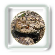 La morsure de serpent
