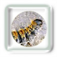 Piq�re de chenille