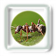 Piq�re de fourmis
