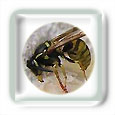 Piq�re de gu�pe ou d'abeille