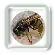 Piq�res de gu�pe et d'abeille