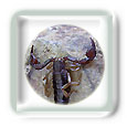 Piq�re de scorpion