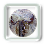Les piq�res de scorpions