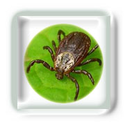 Piq�re de tique et maladie de lyme