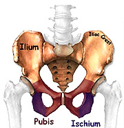Pubalgies : r��ducation post-op�ratoire