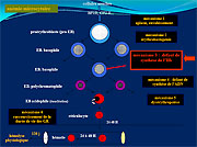 Suivi biologique du sportif