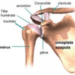 clavicule