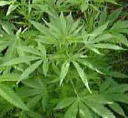 Cannabis et sport Cannabis et sport