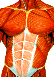 Muscles abdominaux