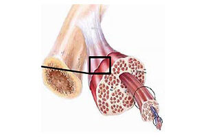 La musculation (thèse)