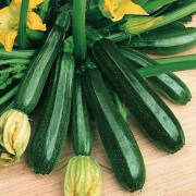 La courgette