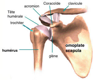 Clavicule : entorse acromio-claviculaire