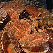 Intérêt de la coquille St Jacques chez le sportif Intérêt de la coquille St Jacques chez le sportif