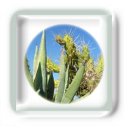 Les cactus et Euphorbes