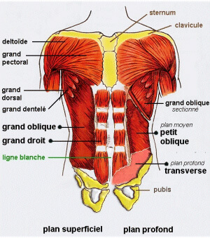 Pilates : description du caisson abdominal