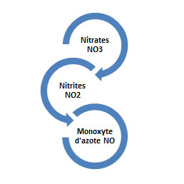 La transformation des nitrates