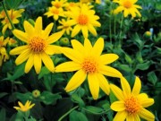 La fleur d'arnica