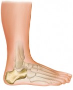 Le calcaneum