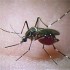 La dengue du moustique