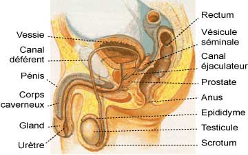 Le troisième testicule ou nodule fibreux périnéal
