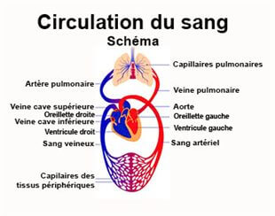 Circulation du sang (schéma)