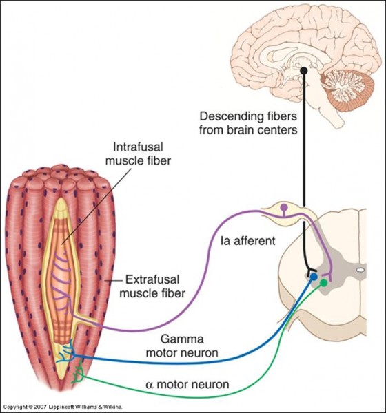 regulation-neurologique