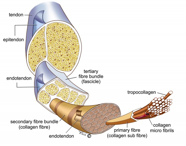 structure-tendon