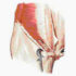 Pubalgies : diagnostic et traitement