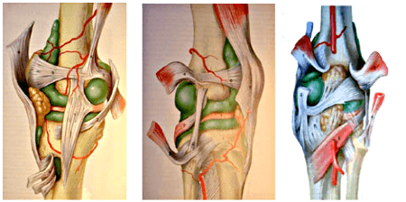 Anatomie du genou