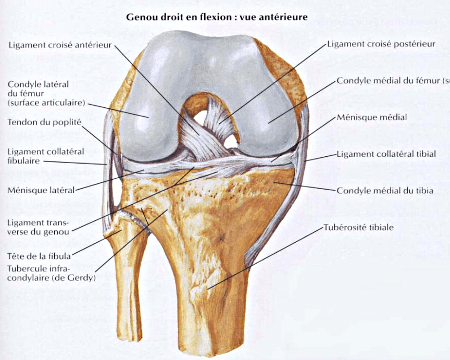 Genou droit en flexion : vue antérieure