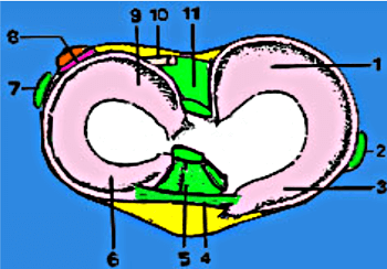 Vue supérieure du tibia