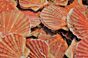 Coquille Saint-Jacques Coquille Saint-Jacques