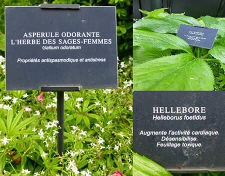 Aspérule et Hellebore