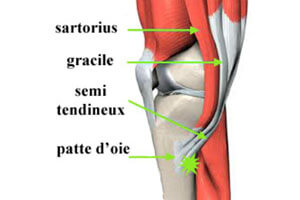 Tendons du genou : la patte d'oie