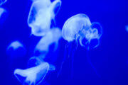 Piqûres de méduses