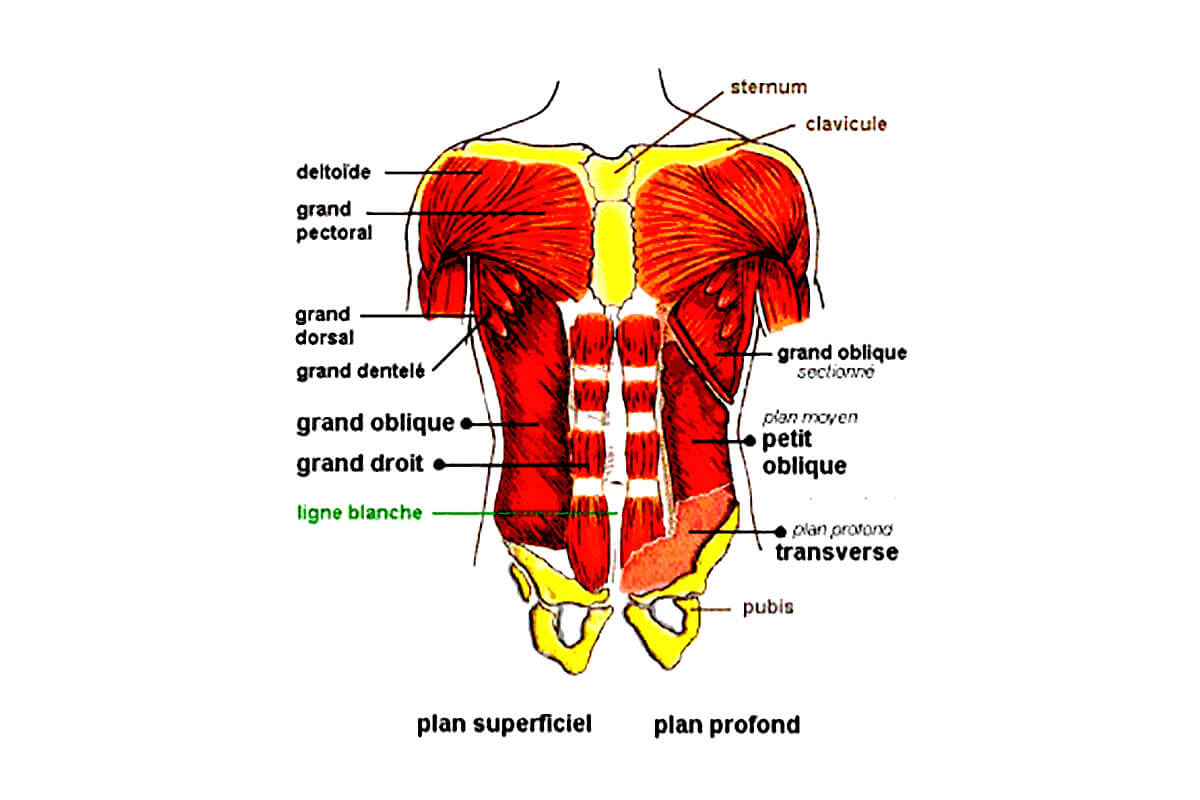 abdominaux