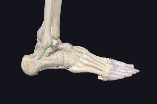 Faisceaux antérieur (LTFA) et moyen (LCF) du ligament collatéral latéral