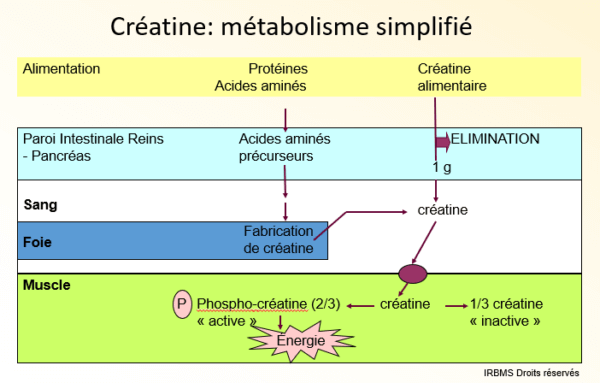 Créatine : métabolisme simplifié (graphique)